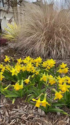 Tete-a-Tete Daffodils early Spring