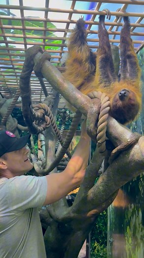 11K views · 96 reactions | Did you know that anteaters, armadillos, and sloths belong to a superorder known as Xenarthra? This scientific name literally translates to “strange joints”, so it’s only fitting that our two-toed sloth, Squidney, got to meet another “stranger thing” when Andrey Ivchenko, Grigori on the Netflix hit TV show, Stranger Things, paid a visit to OdySea Aquarium! ⭐️殮 | OdySea Aquarium | Facebook