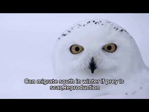 SIENCE EDUCATIONAL VIDEO PRODUCTION ASSIGNMENT 1 (INDIVIDUAL)