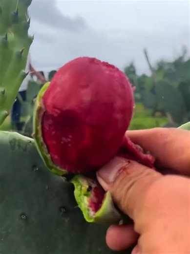 Cactus Fruit: Sweet Benefits and Survival Uses