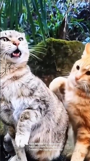 Cats Are Always Fighting 😂😂😁🐈 | Funny Cat Moments🤣😅