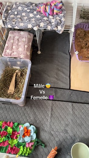 Help quelqu’un sait pourquoi elle fait ça 😭. #bunniesoftiktok #bunny #bunnylove #lapins