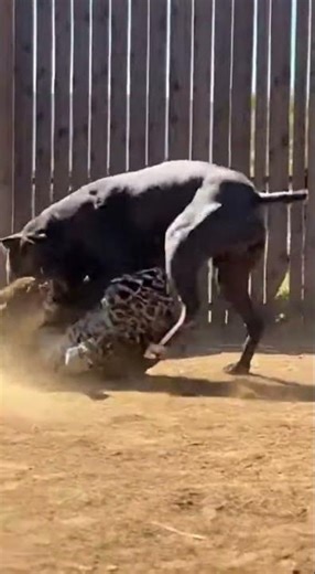 Unbelievable! Massive Cane Corso vs. Real Jaguar 😱 #shorts