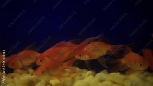 Orange red and yellow colored goldfish (Carassius auratus) in a fish aquarium.