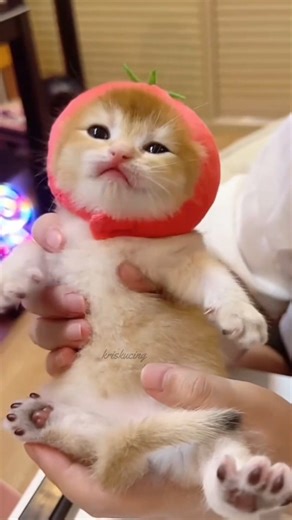 3.1K views · 253 reactions | Fluff Nugget | Baby Cat | Facebook