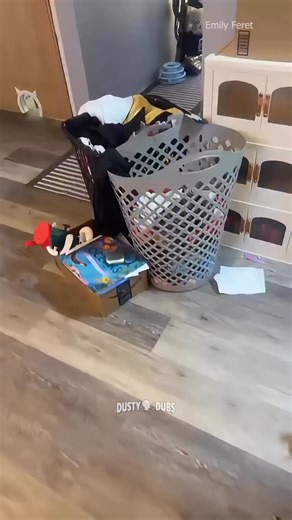 255K views · 18K reactions | POV: Your Cat Thinks He’s the Christmas Star  | Dusty Dubs | Facebook