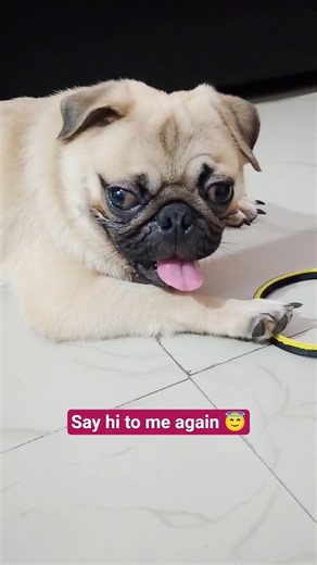 Pug Timmu🐕needs friends🥺#shorts#pug#petlover#dogs#cute#viralshorts#funny#adorable#pugshorts#pets#dog