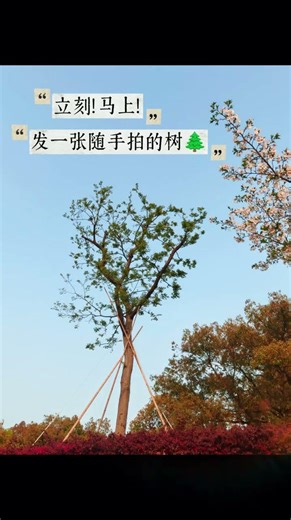 Capturing Spring's Beauty: A Time-Lapse Journey