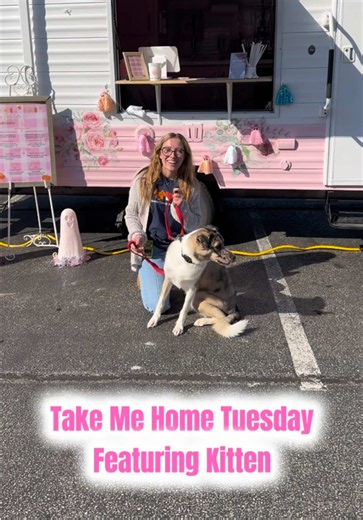 Kitten is our #TakeMeHomeTuesday feature of the week! 🐾 She is 2 years old and only arrived at the shelter last week so we are still learning more about her! Today is an extra special Tuesday as we have Sip Pretty Coffee Company hanging out at the shelter until 2! ☕️ Stop by, grab a coffee, and come meet Kitten! Visit the link in our bio for more information. 🔗 @Sip Pretty Coffee Co💕 #BCHS #BeaverCountyHumaneSociety #adopt