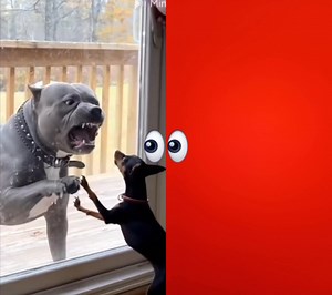 61K views · 424 reactions |  | Alfredo Martinez | Facebook