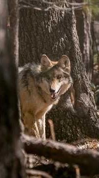 The Mexican wolf returns to the forests of Durango