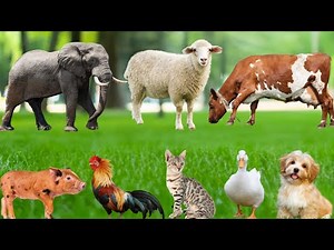 "Exploring Herbivorous Animals: Elephant, Cow, Sheep, Goat, Buffalo, Horse, Rabbit - Animal Sounds