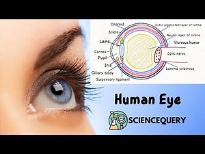 Structure of the Eye: Anatomy and Functions Explained