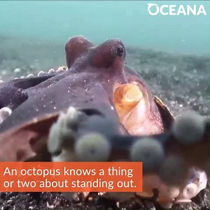 32K views · 1.8K reactions | FUN FACT: An octopus has eight arms,...