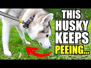 My Husky Has A Problem…