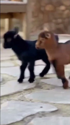 Two Cute Baby Goats Playing Together | Funny Goat Kids Jumping