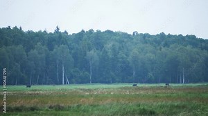 bison wild animal. bison parent with bison. wildlife. natural habitat of wild animals