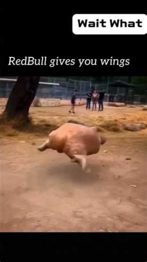 The Fastest Turtle in History! 🐢⚡💨