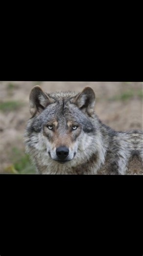 Minecraft, Wolf Edits Part II #wolfeditspartII #minecraftshorts #minecraft