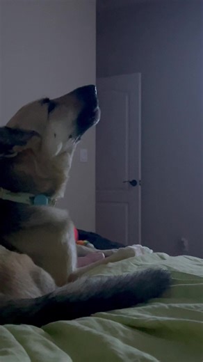 Dog Mom's Adorable Pup Singing Imagine Dragons