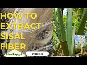 How To Extract Sisal Fiber