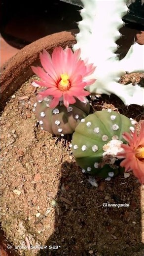Cactus flowering #shorts
