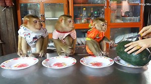 0bedient Dodoo Mori & Little Donnal Queuing Up Waiting To Eat Watermelon Treat | Monkey Dodo