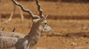 Goa, India. Blackbuck Or Antilope Cervicapra, Also Known As The Indian Antelope, Is An Antelope Found In India, Nepal, And Pakistan. Blackbuck Graze In Park
