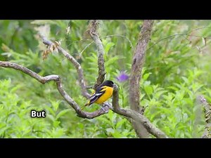 Maryland’s State Bird, the Baltimore Oriole