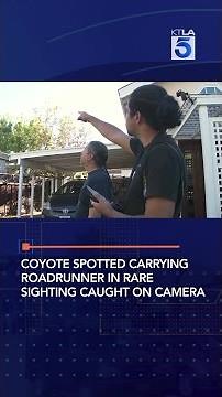 Coyote spotted carrying roadrunner in rare sighting caught on camera