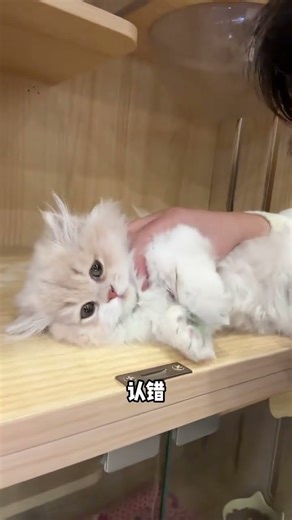 The exploding kitten looks like a little lion.#Rubai Minut#Milk cat growing up#Buy cats in