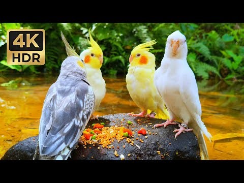 What's This? Curious Cockatiels at a Forest Stream | Peaceful 1-Hour Bird Sounds