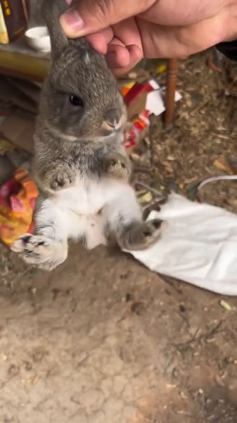 Understanding Rabbit Sounds and Noises