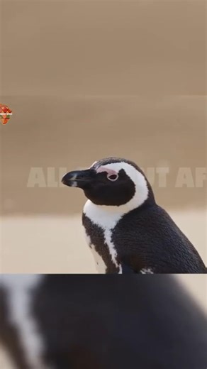 The Jackass Penguin