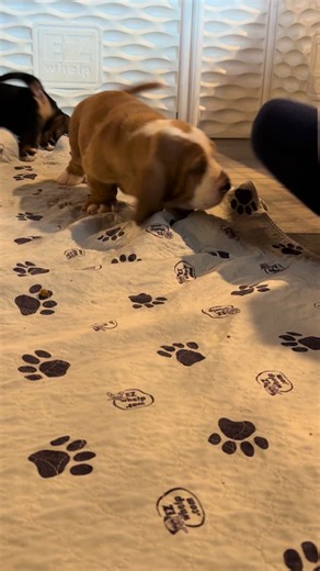 Cuteness Overload: Adorable Basset Hound Puppies