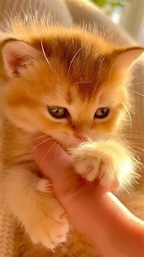 Cutest Orange Kitten Ever… I Can’t 😭🐱