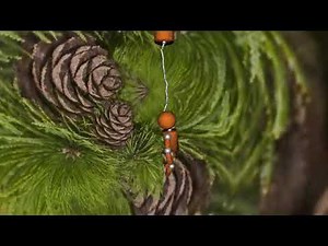 Szyszunia Dance ( M.K Remix)