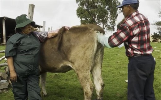 实拍高中生物课本里给牛进行人工授精的全过程