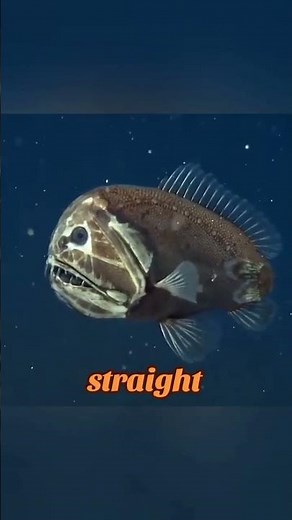“Deep Ocean Animals That Look Straight Up Alien!”#didyouknow #funfacts #oceanmystery