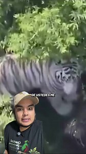 Se escapó un tigre en Tepetlaoxtoc, Estado de México! Qué hacer si te lo encuentras?