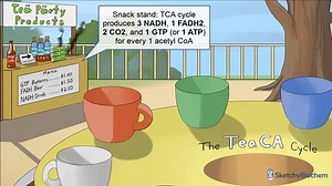 TCA Cycle - Free Sketchy MCAT Lesson