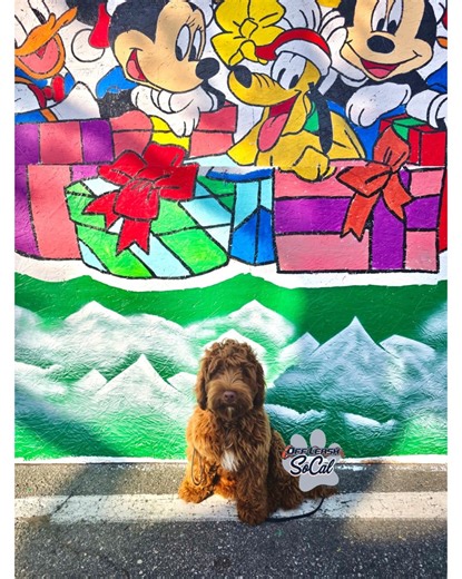 Lucky, the Australian Labradoodle, was just about 5 month old and he was able to learn all his commands off leash! This young pup is a true testament to the amazing work our dedicated trainers can do in just a few weeks! Call us today to inquire about training for your dog! 📞310-929-6036 #australianlabradoodle #offleashsocal #puppytraining #balancedtraining #dogtrainer #australianlabradoodlesofinstagram | OffLeash SoCal Dog Training