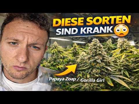 DIESE SORTEN SIND KRANK 😳 Papaya Zoap & Gorilla Girl im Growroom!