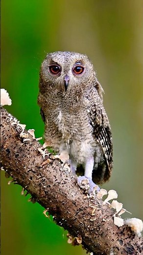 The Enchanting Care of Indian Scops Owl Chicks