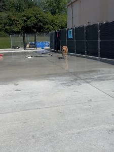 39 reactions | Animal Charity of Ohio on Reels | Facebook