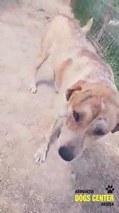 31K views · 3.8K reactions | Update: a fost adoptat! Multumim!...