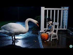 Hidden Camera Halloween Compilation Funny, Scary & Totally Unexpected!