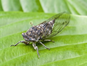 The Secret Behind That Cicada Sound
