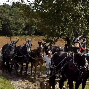30K views · 382 reactions | Whoa mule! Middle Tennessee Mule Skinner's Association (USA), who strive to preserve the heritage of the rural work mule, brought together 91 mules to plough a field in Woodbury, Tennessee, USA  | Guinness World Records | Facebook