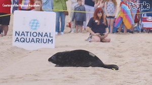 National Aquarium Releases Two Rescue Seals Back To Ocean